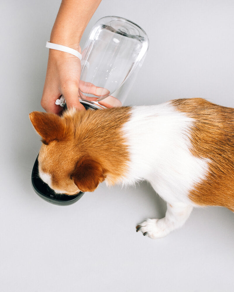 Thirsty Dog Bottle